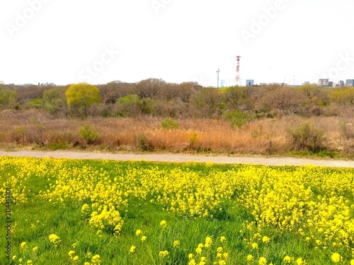 菜の花咲く土手から見る早春の朝の枯れた荻のある江戸川河川敷風景