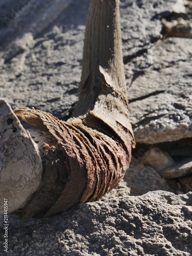 Close-up of weathered animal horn showing keratin layers. Organic pattern and natural texture 