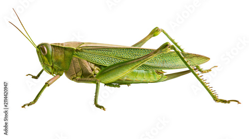 Foto Green grasshopper with detailed wings and spiky legs