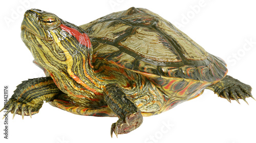 Foto Red-eared slider turtle with yellow and green stripes and red markings