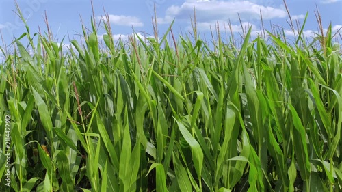 Grünes Maisfeld (Zea mays) im Sommer vor blauem Himmel
