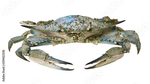 фотографія Blue crab with open claws, detailed view