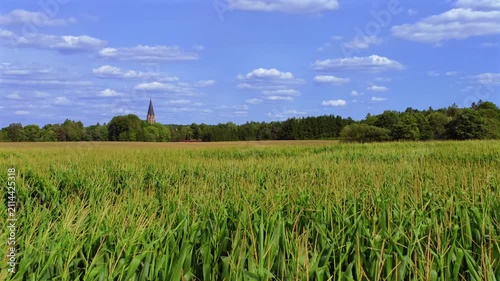 Grünes Maisfeld (Zea mays) im Sommer vor blauem Himmel, bei St. Ottilien, Eresing, Bayern, Deutschland