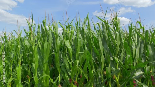 Grünes Maisfeld (Zea mays) im Sommer vor blauem Himmel