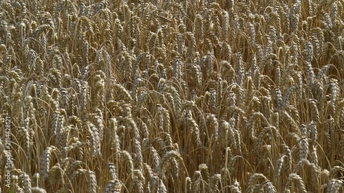 Weizenfeld mit reifen Ähren im Sommer bewegen sich im Wind