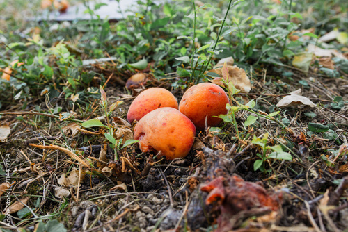 Bild auf Leinwand Fallen apricots on the ground rotting