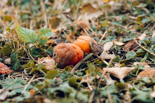 Canvas Print Fallen apricots on the ground rotting