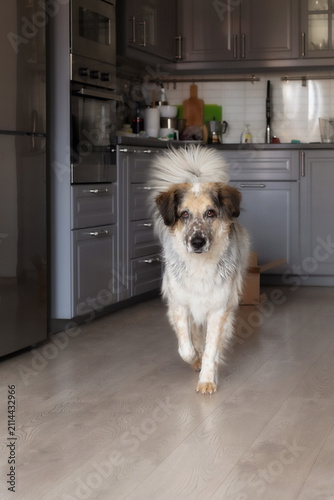 Canvas Print big mixed breed dog at kitchen, walking