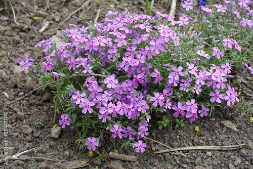 Pink flowers of phlox subulata in April