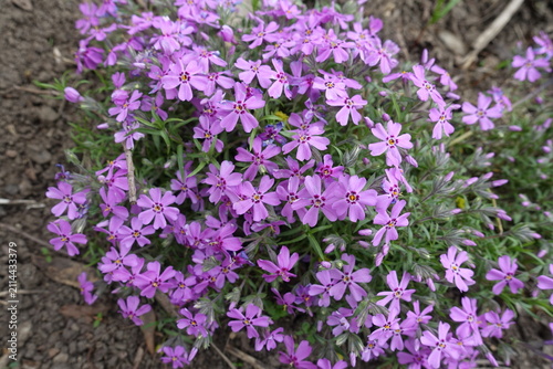 Pink flowers of phlox subulata in April