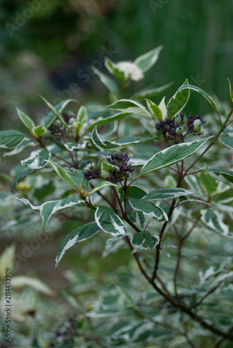 Foto cornus alba sibirica a tree branch in the forest