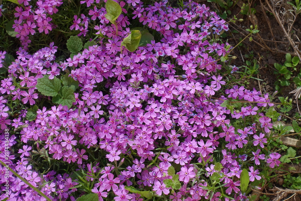 Fototapeta premium Pink flowers of phlox subulata in May
