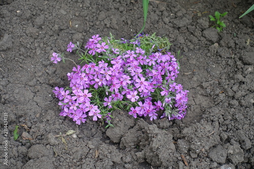 Pink flowers of phlox subulata in May