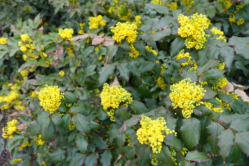 фотографія Yellow flowers and buds of Berberis aquifolium in April