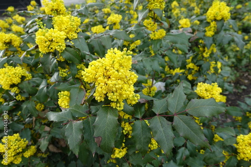 фотографія Yellow flowers and buds of Berberis aquifolium in April