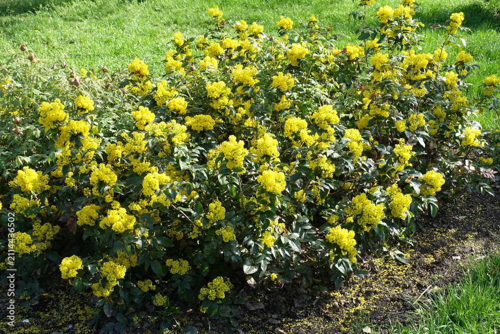 Obraz premium Yellow flowers and buds of Berberis aquifolium in April