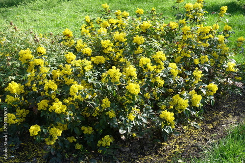 Фотография Yellow flowers and buds of Berberis aquifolium in April