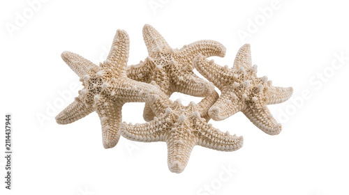 Group of beige starfish with textured bodies and small bumps