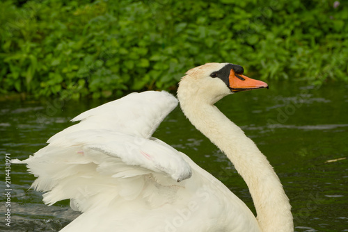 Obraz na plátně Mute swan stretching its wings while gliding across a calm river