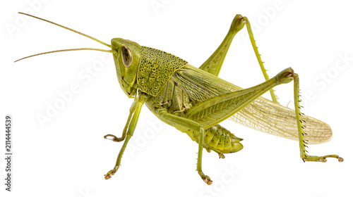 Konstfotografi Green grasshopper insect with detailed body and wings