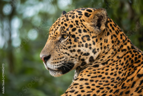 Foto Jaguar - Panthera onca, beautiful large cat from South American forests, Pantanal, Brazil