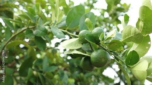 Lemon lime on tree