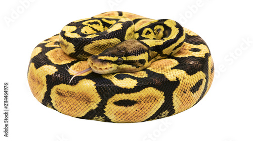 Photography Ball Python coiled with yellow and black patterned scales