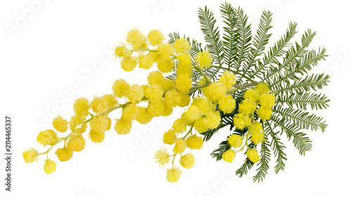 Foto Yellow Mimosa flowers and green feathery leaves on branch