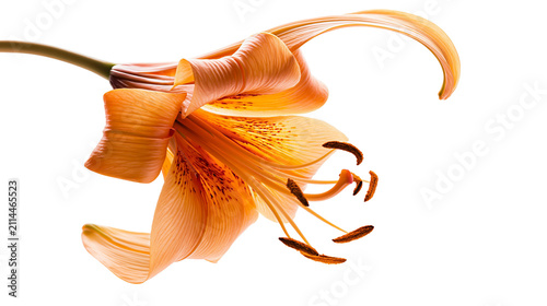 Принти на полотні Orange lily flower with stamen and pistil