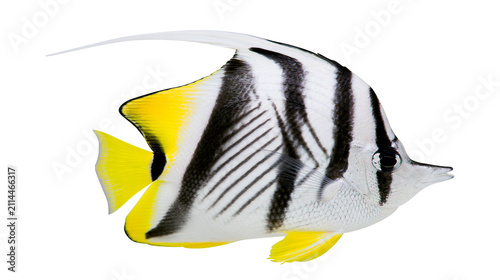 Фотография Blackfin Butterflyfish with yellow fins and tail