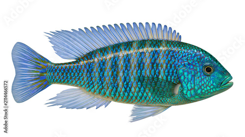 Obraz na płótnie Blue and green cichlid fish with detailed scales
