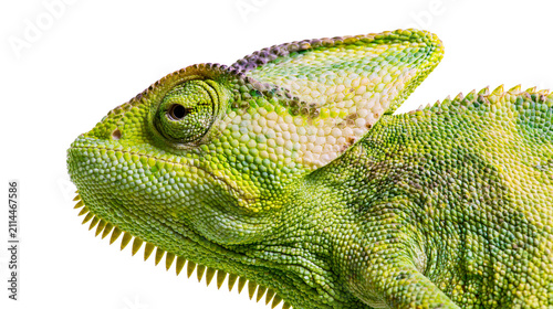 Bild auf Leinwand Green chameleon head and eye detail with textured scales