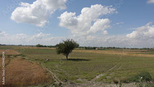 Принти на полотні Rural landscape with a tree and blue sky, photo