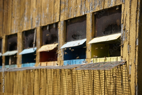 Cuadro en lienzo Close-up view of honey bees flying around colorful entrances of a traditional wooden apiary, highlighting beekeeping, pollination, honey production, and sustainable agriculture