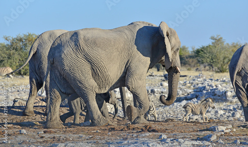 Photography African Elephants