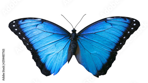 Fotografie Vibrant blue morpho butterfly with black wing edges and white spots