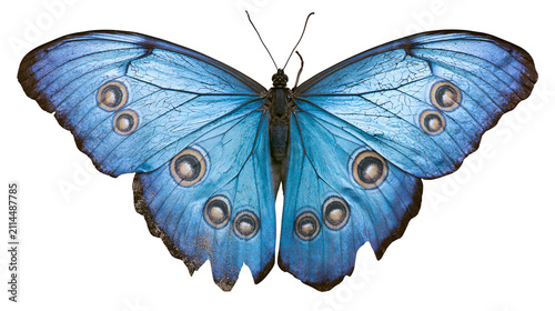 Konstfotografi Blue Morpho Butterfly with Eye Spots