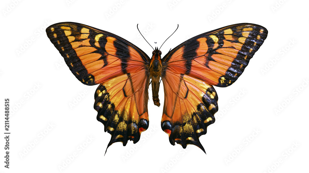 Naklejka premium Orange and black butterfly with patterned wings