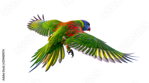 Konstfotografi Rainbow Lorikeet parrot flying with wings spread wide