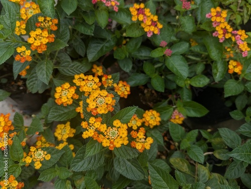 Close up of cute orange and yellow Lantana Camara flowers