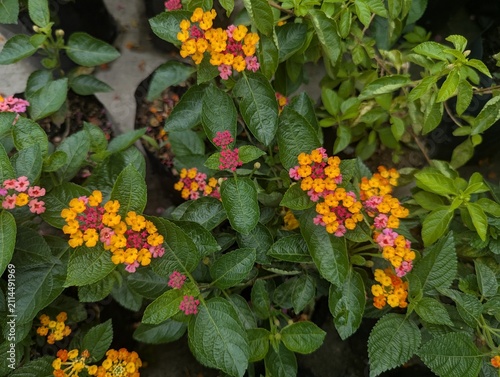 Close up of cute yellow and pink Lantana Camara flowers