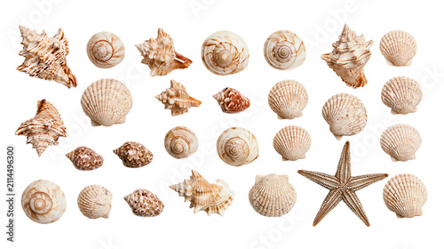 Quadro su tela Assorted seashells and starfish collection