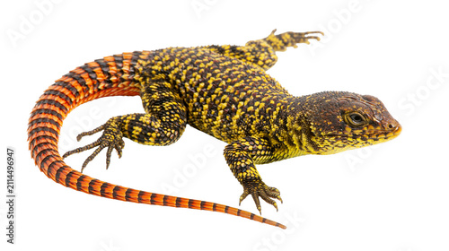 Photography Spiny-tailed lizard with yellow and black scales and orange banded tail
