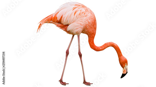 Foto Pink flamingo bird with long legs bending down