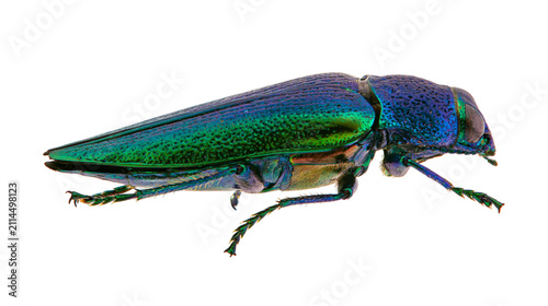 Obraz na płótnie Metallic green and blue jewel beetle insect