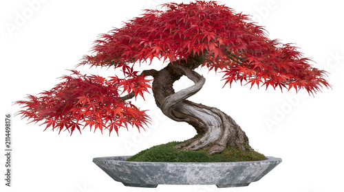 Twisted Japanese Maple Bonsai Tree with Red Leaves