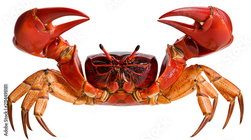 Принти на полотні Red crab with large claws and orange legs