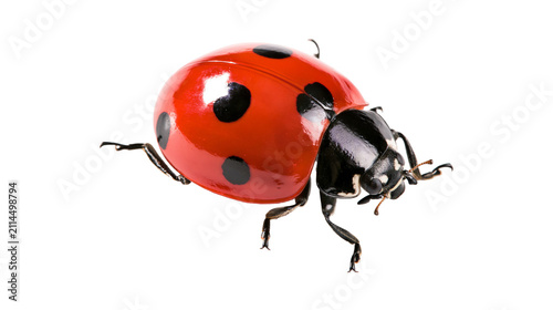 Konstfotografi Red ladybug with black spots on white