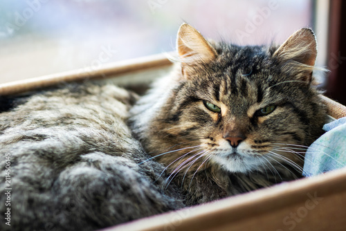 cat resting in cardboard box near window, relaxed indoor scene with brown and black tones, close-up slightly above view, pet care and home decor context, mood of serenity and calmness.