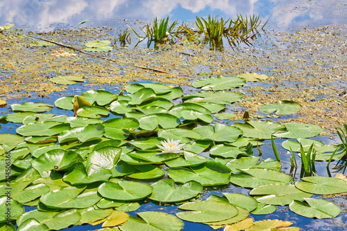 Cuadro en lienzo Yellow water lilies blooming among green pads in river